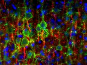 Immunofluorescent image of a rat cortex labeled with DSHB antibody Neuromab K89/34 against Kv2.1 K+ channels (green) and DSHB Neuromab N419/40 (red).